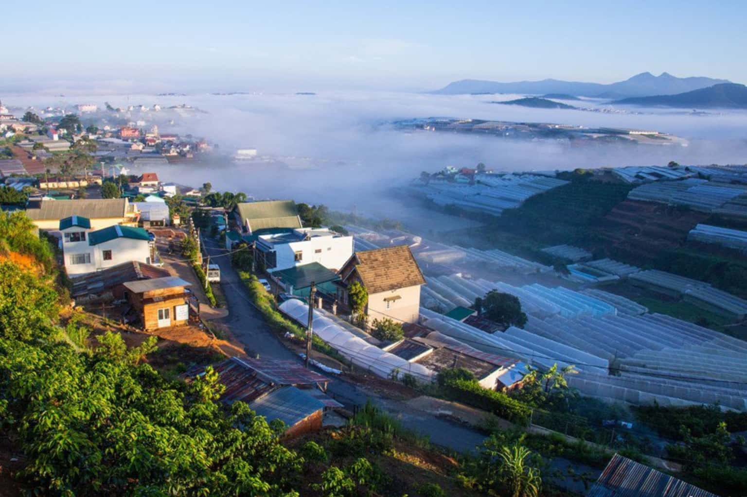 Làng hoa Thái Phiên — ảnh 5