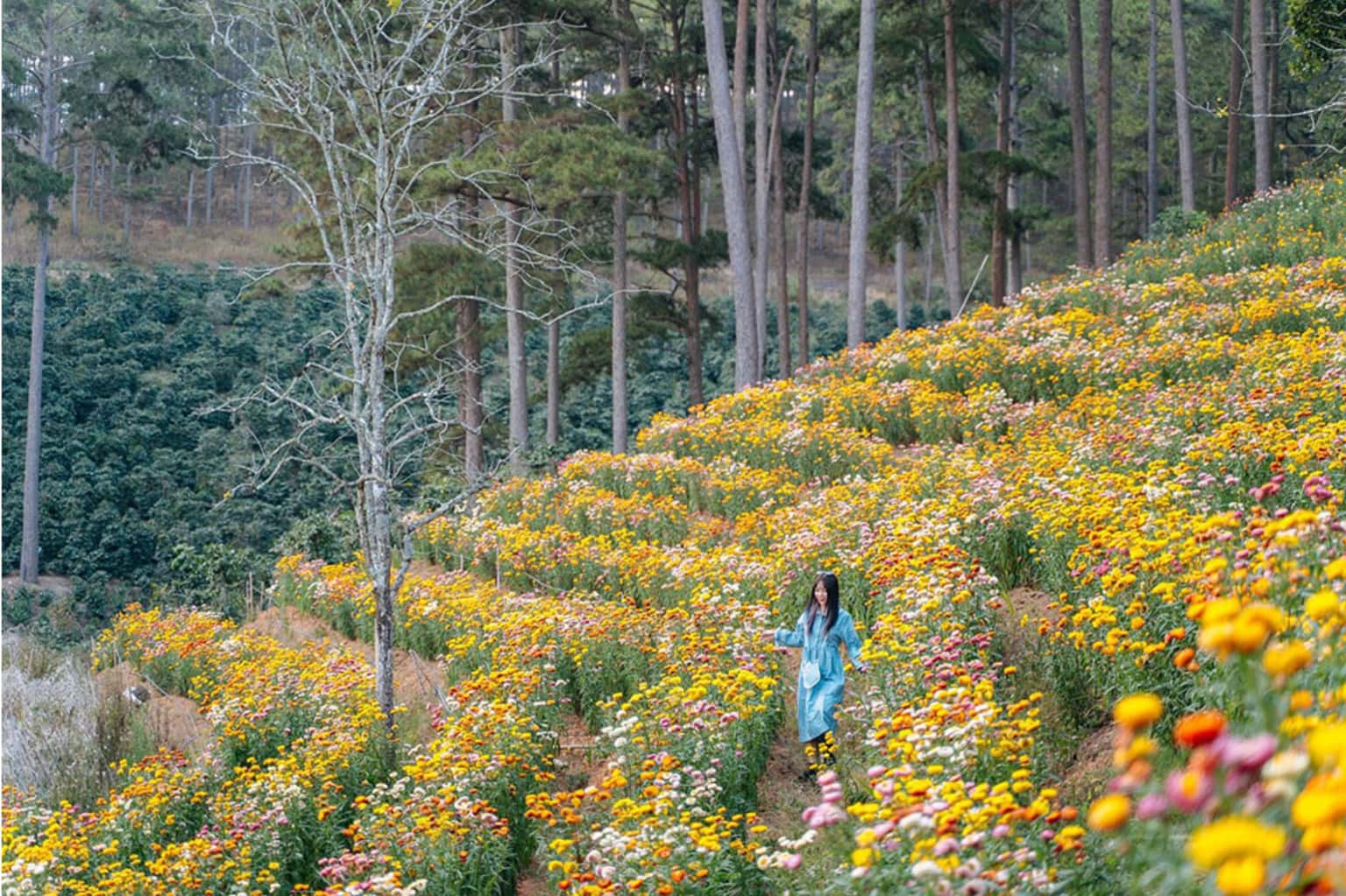 Đà Lạt Immortal Flower Field — photo 5