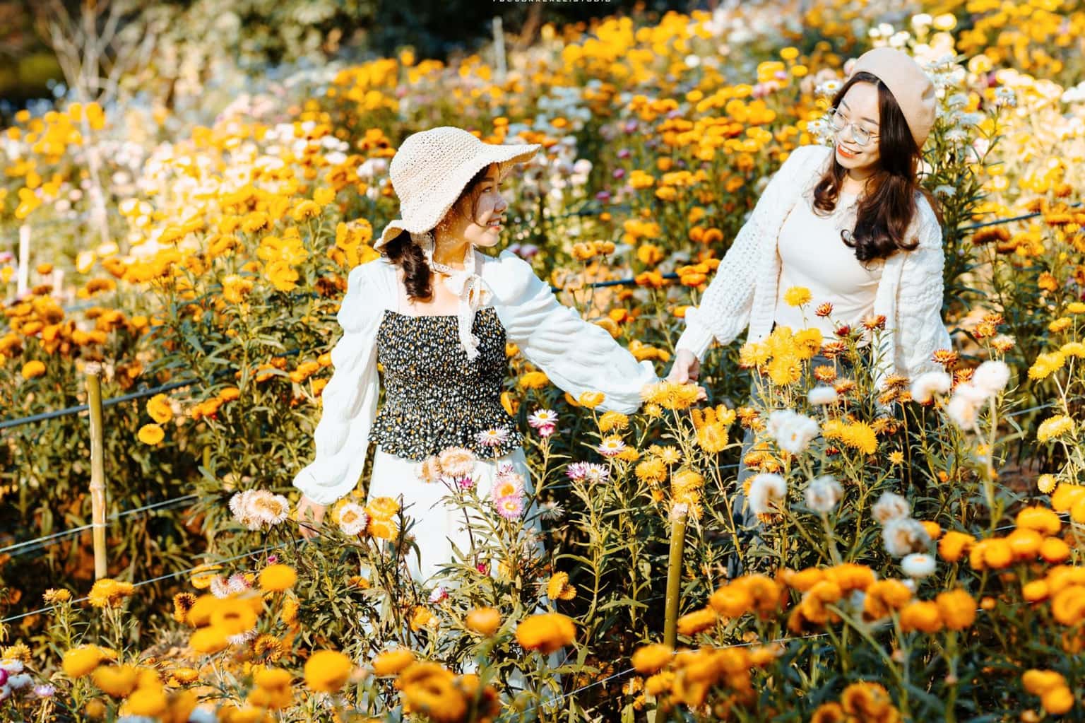 Đà Lạt Immortal Flower Field — photo 8
