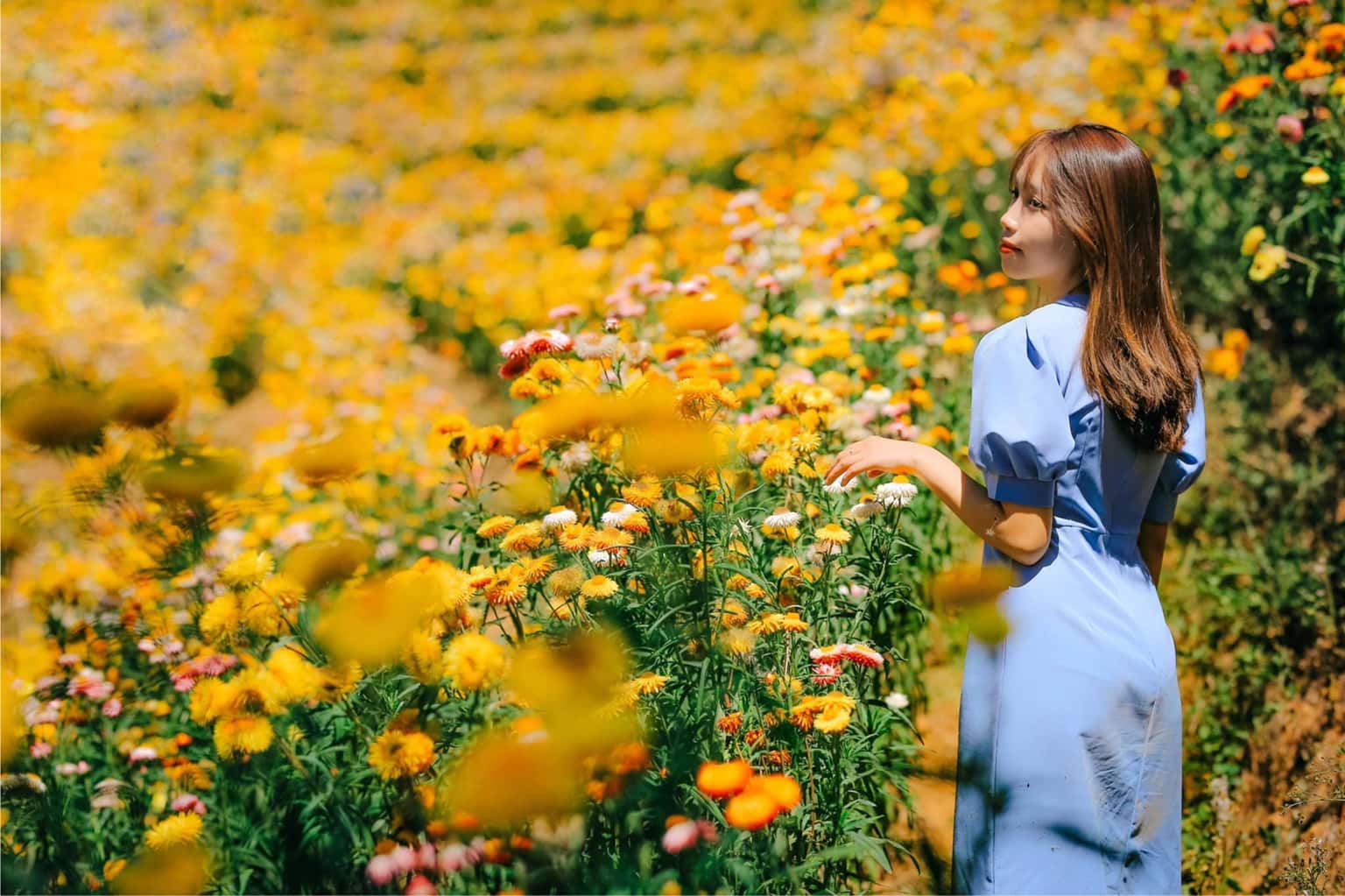Đà Lạt Immortal Flower Field — photo 1