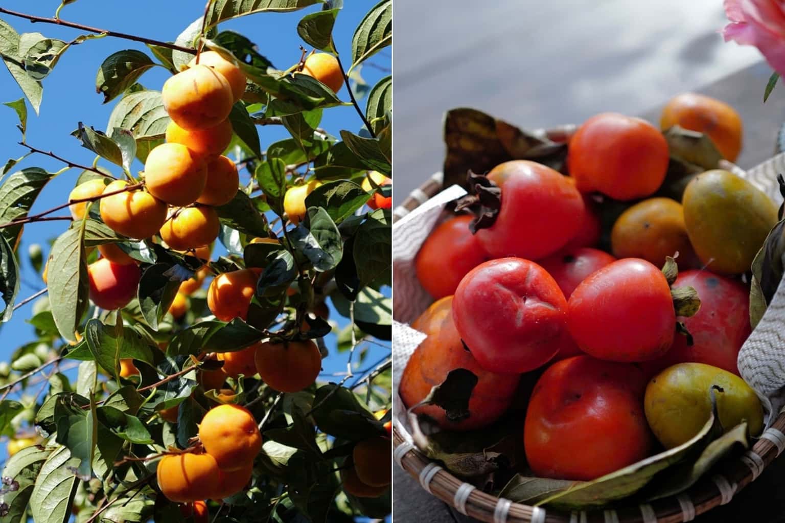 Nắng Thủy Tinh 咖啡馆（大叻） — 照片 10