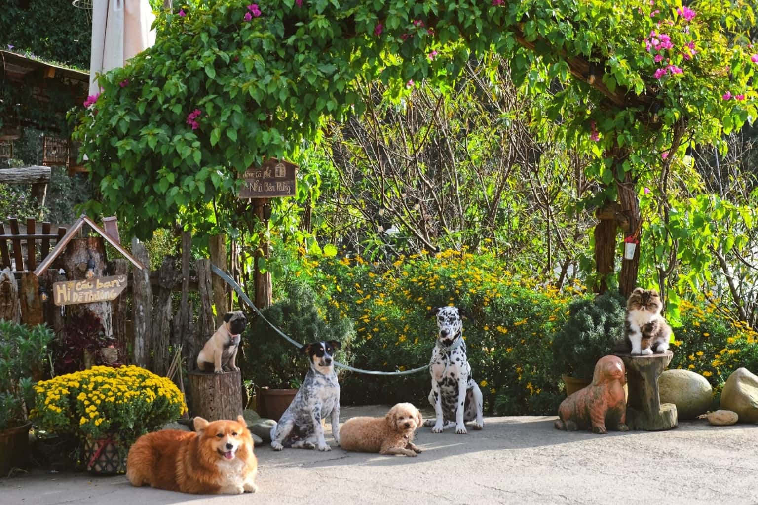 Tiệm Cà Phê Nhà Bên Rừng (Đà Lạt) — ảnh 12