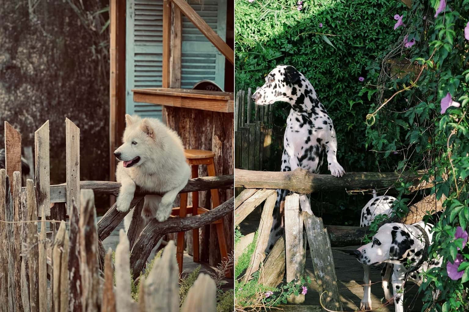 Tiệm Cà Phê Nhà Bên Rừng (Đà Lạt) — ảnh 14