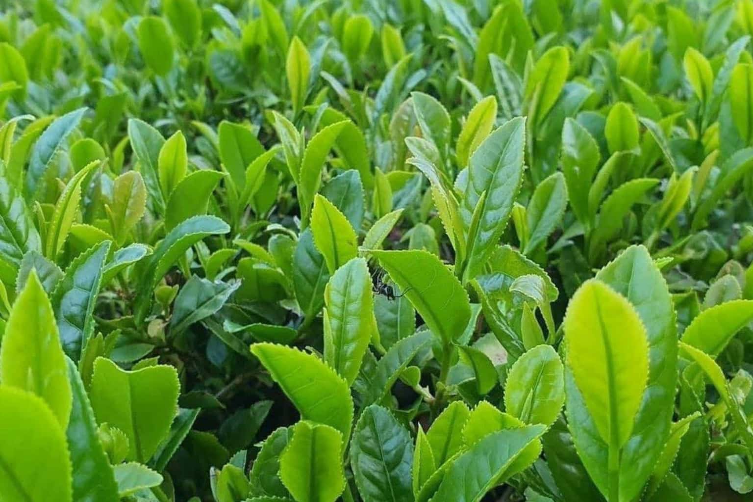 Camellia House tại Vân Hòa, Ba Vì — ảnh 18