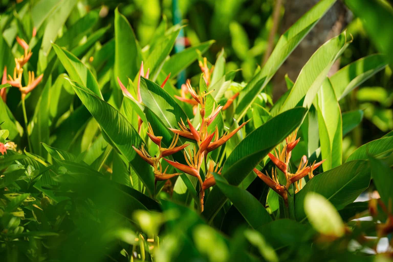 Phòng Family F2.2 (Nón Ecolodge) tại Sơn Tây — ảnh 18