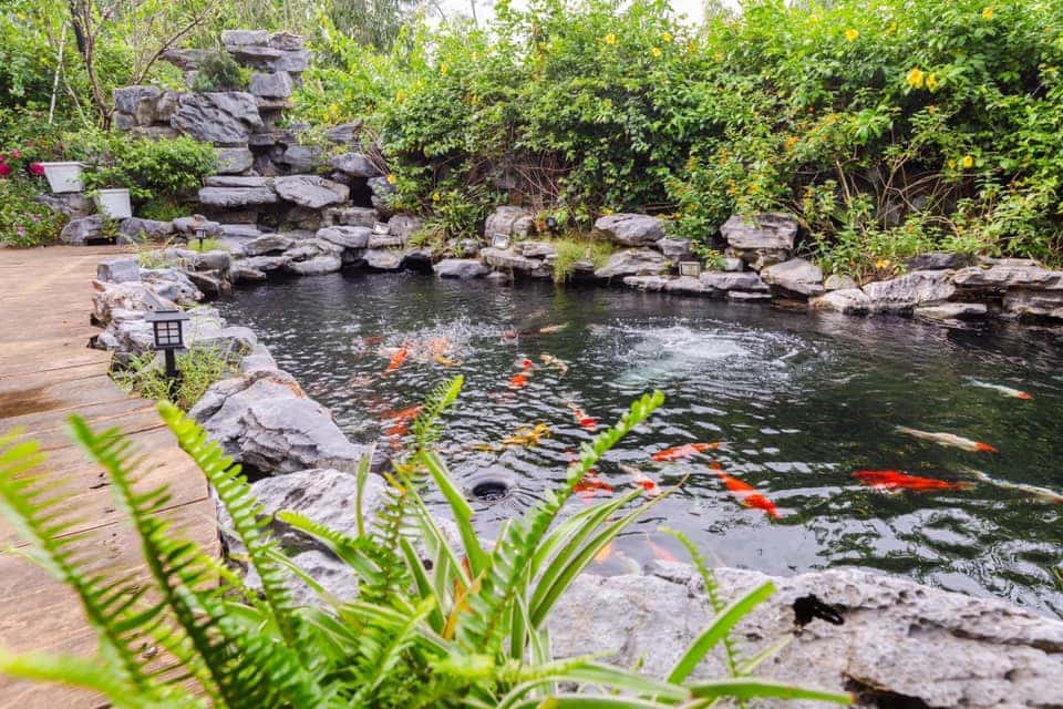 Koi pond