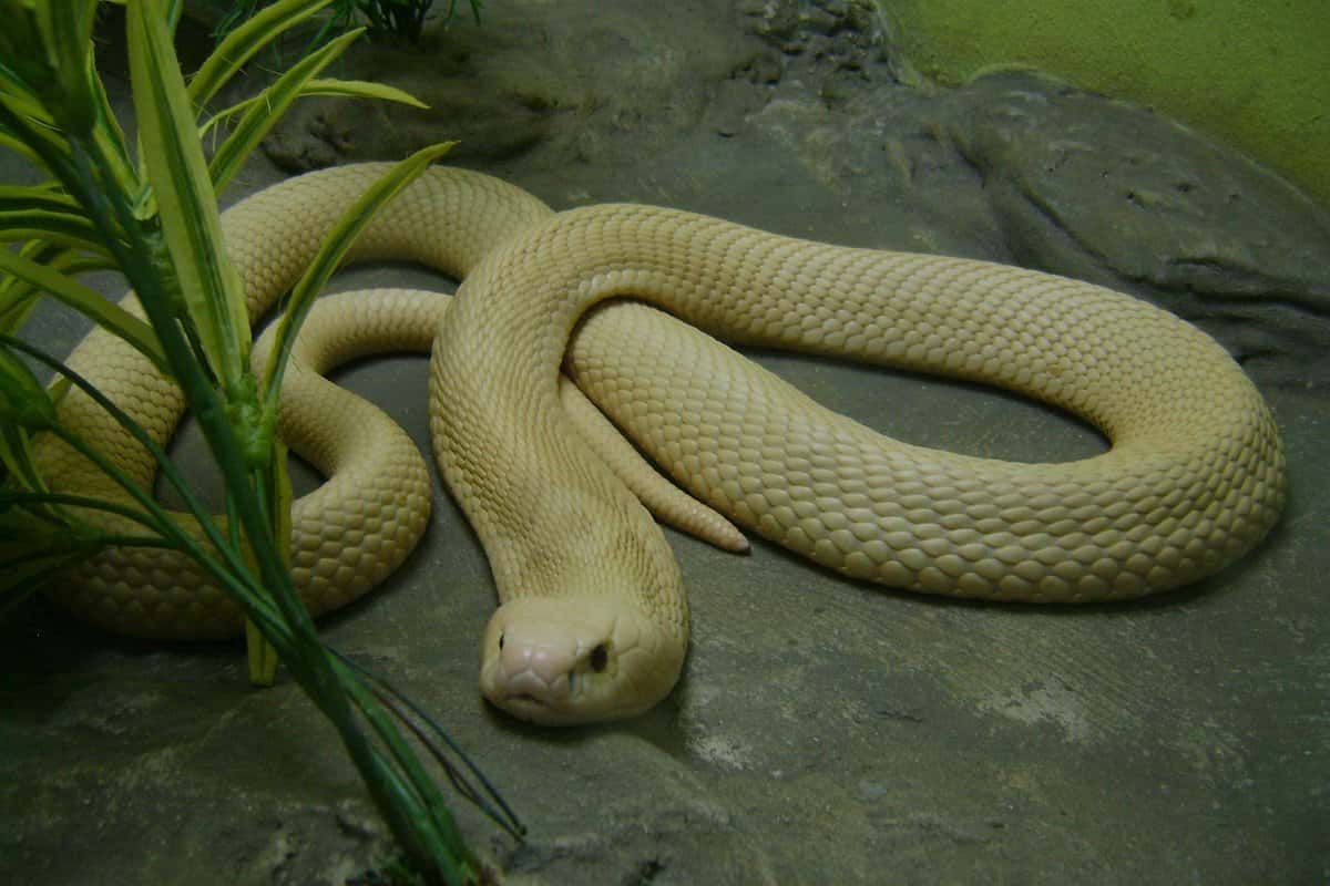 justfly snake farm hanoi bangkok pattaya
