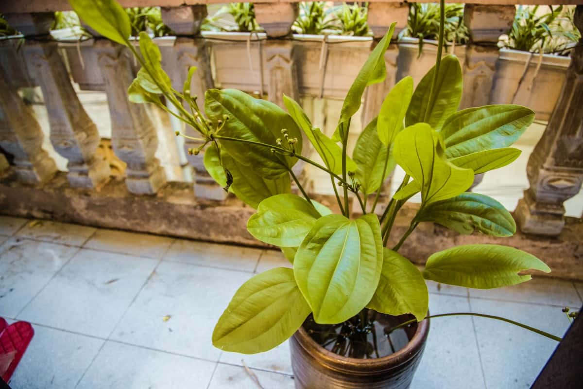 Villa De Teu, Hoàn Kiếm — ảnh 23