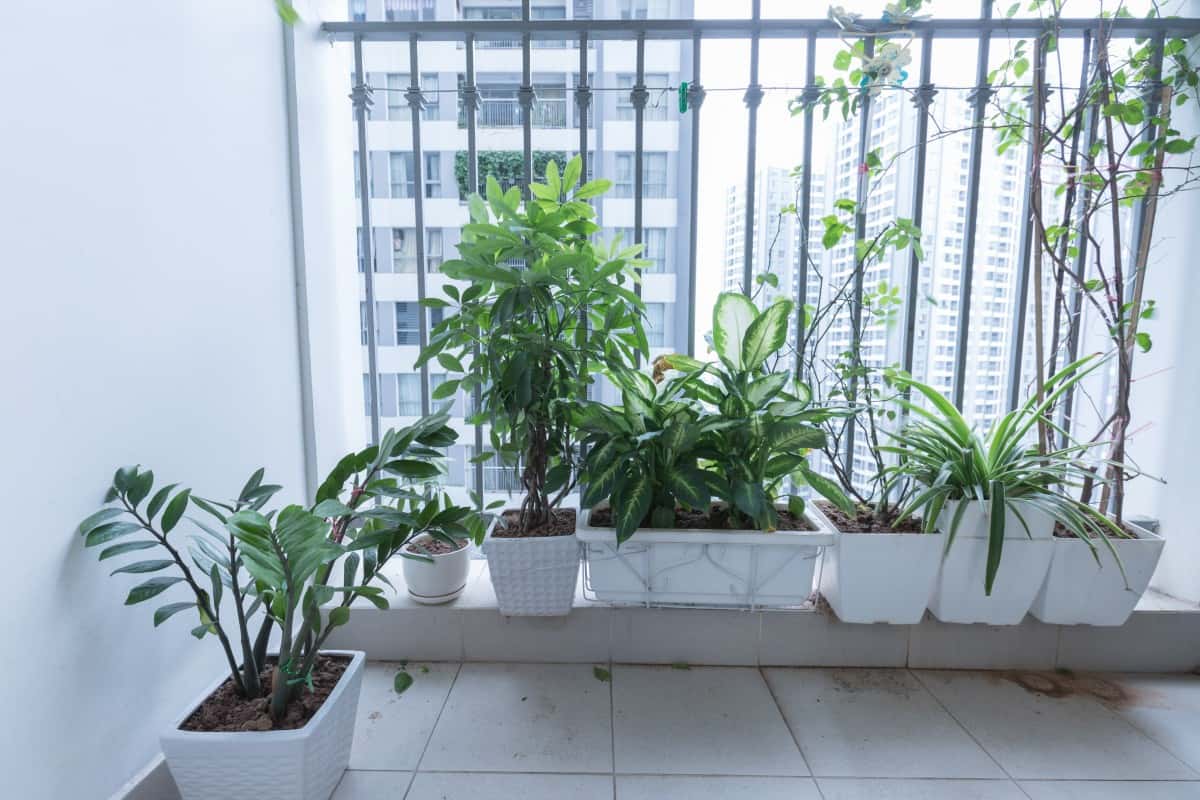 Tropicana Apt No.9, Hai Bà Trưng — ảnh 5