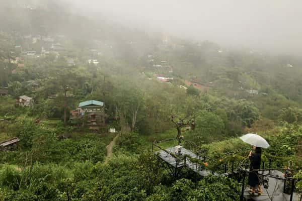 justfly to chim ri cu tren cay da lat