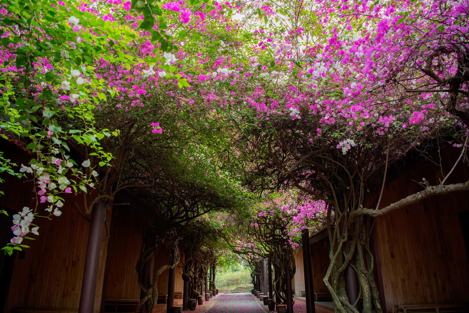 justfly pho nho thao vien resort