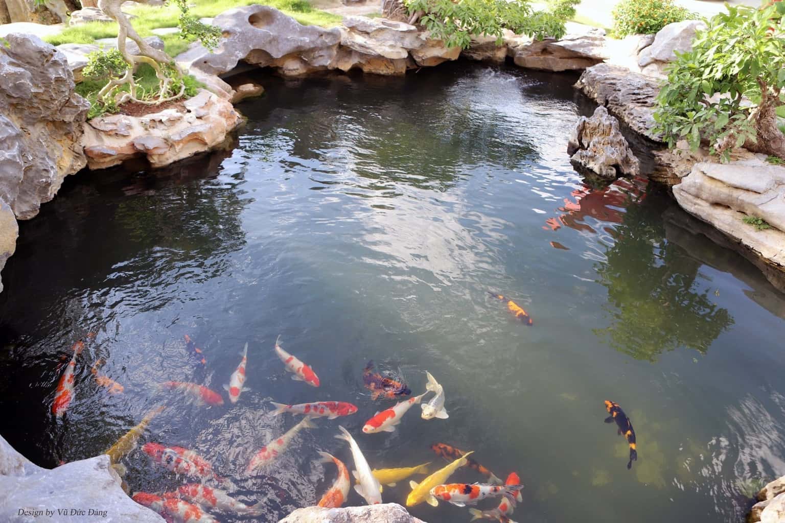 Bể cá koi 