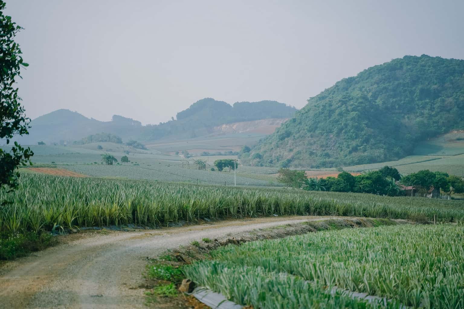 宁平Tam Hiệp菠萝丘 — 照片 2