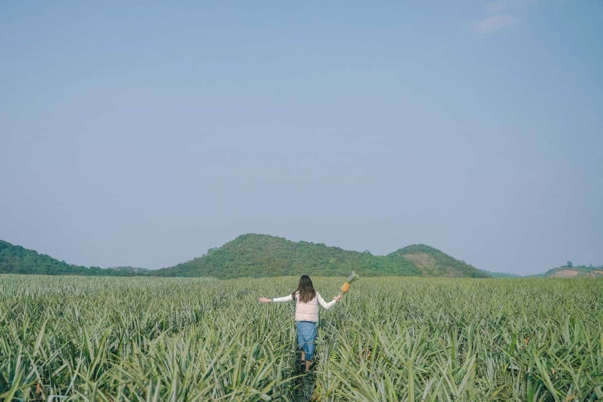 宁平Tam Hiệp菠萝丘 — 照片 21