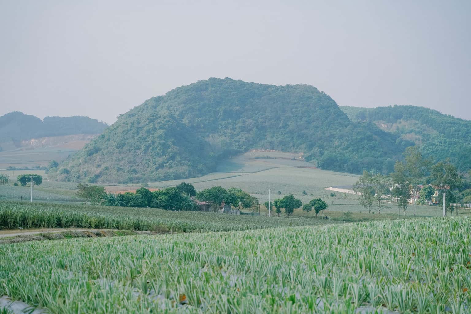 宁平Tam Hiệp菠萝丘 — 照片 14