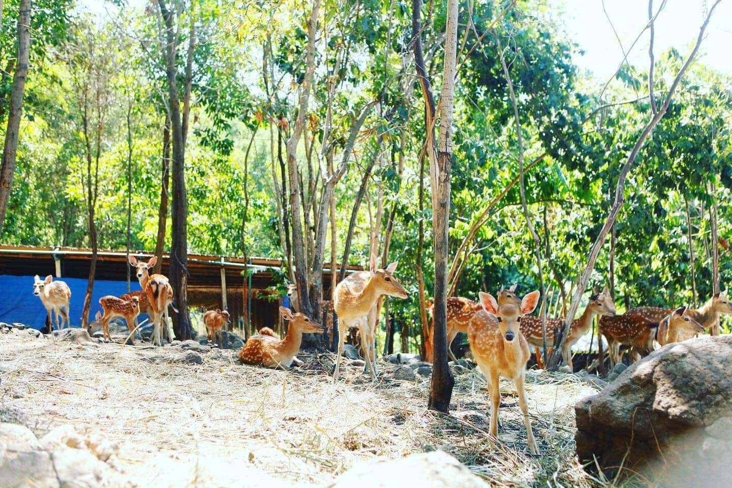 khu du lich suoi luong deo hai van park da nang