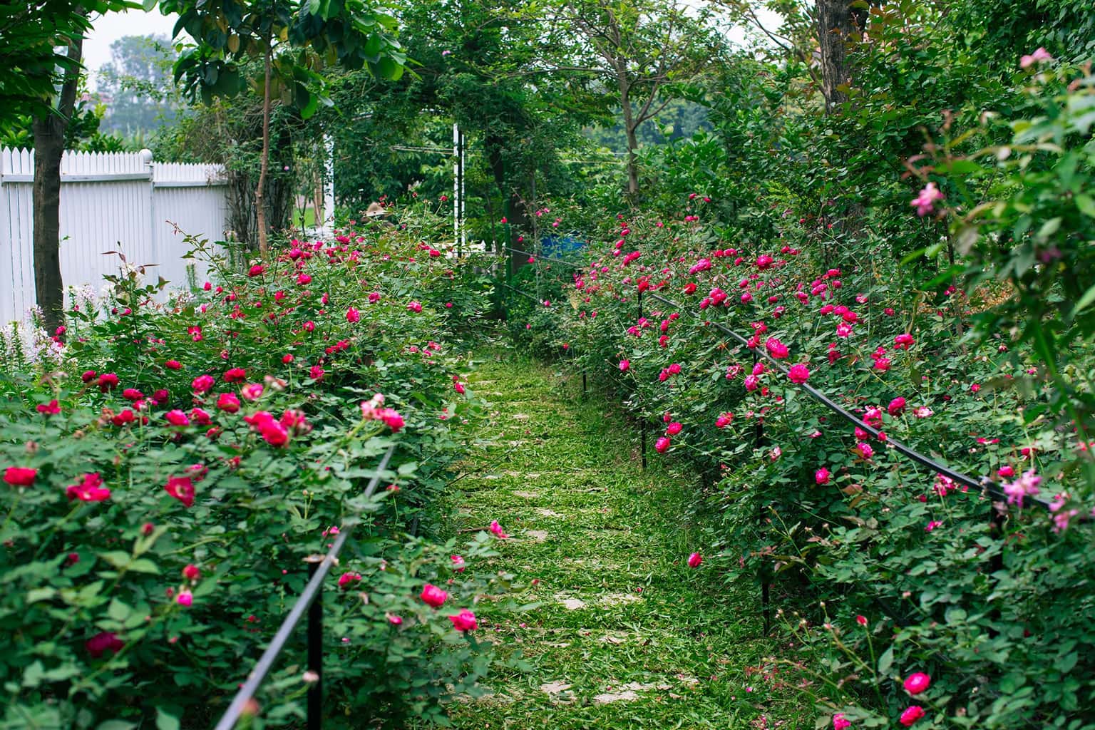 justfly bin garden villa soc son