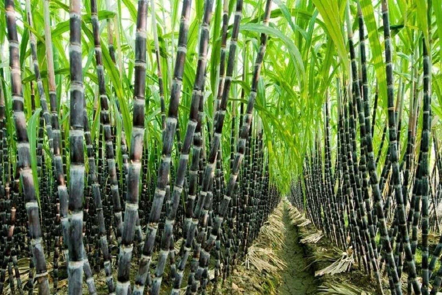 Rếch 2 (Ké Retreat) tại Đà Bắc, Hòa Bình — ảnh 37