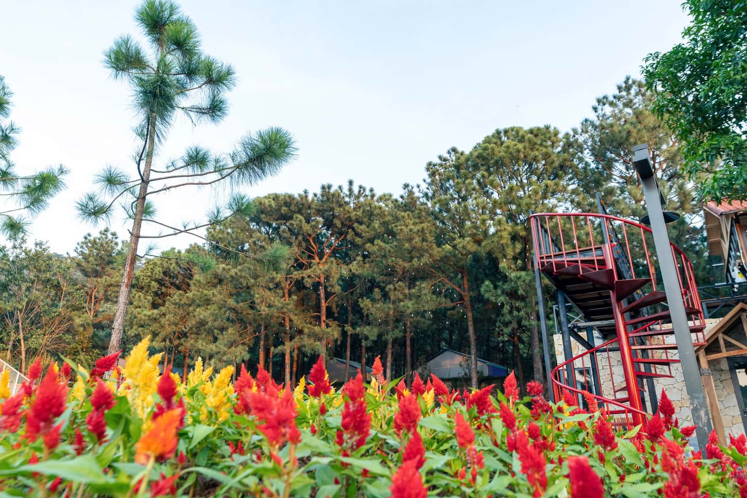 Pinestar Village tại Lâm Trường, Sóc Sơn — ảnh 14