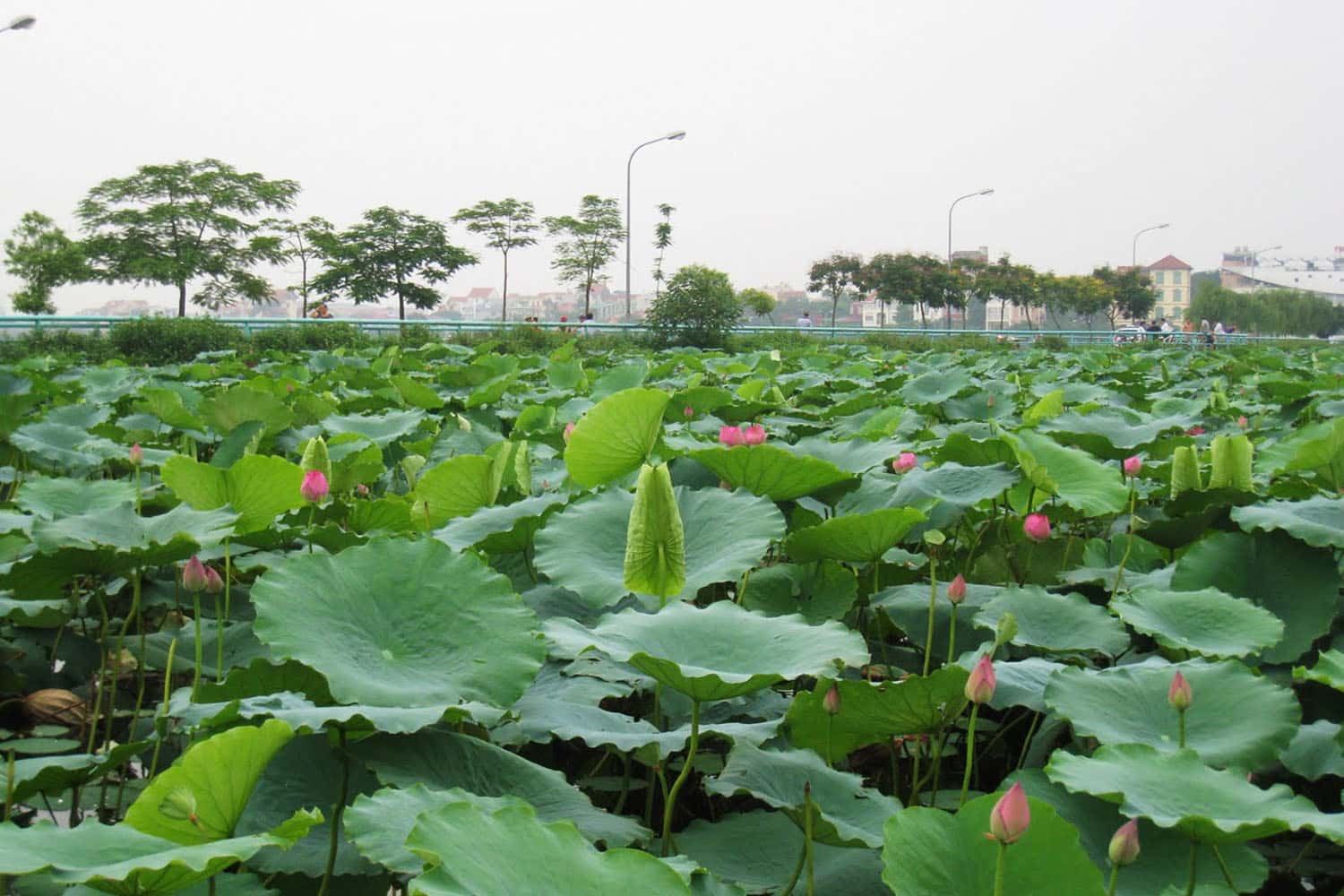 Khu du lịch Đầm Long, Ba Vì  — ảnh 13