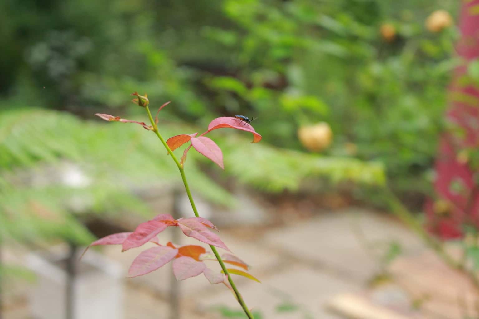 Love之家，Sóc Sơn () — 照片 12
