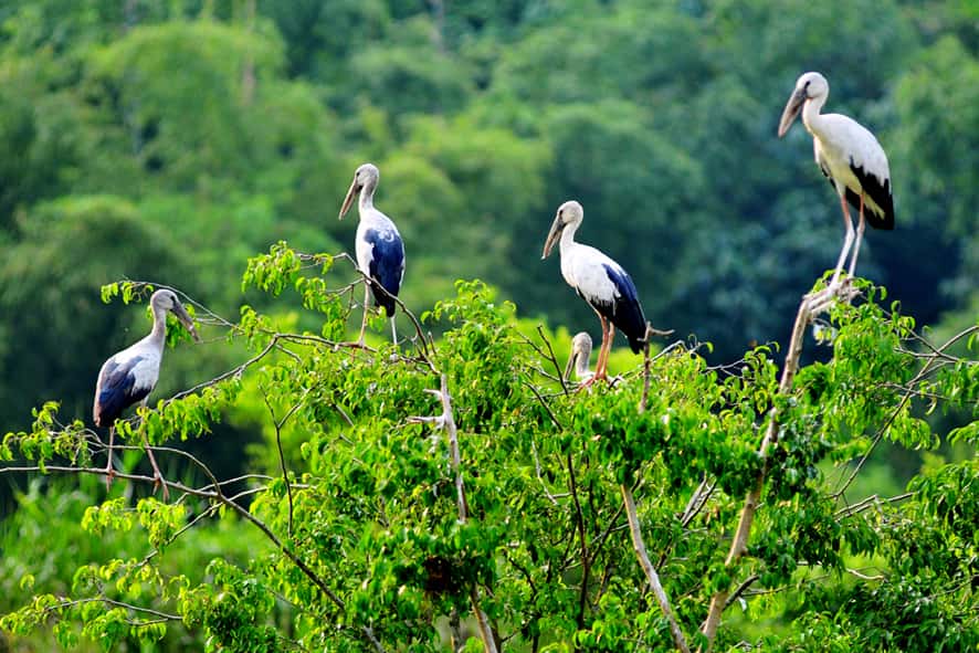 justfly thung nham bird park ninh binh