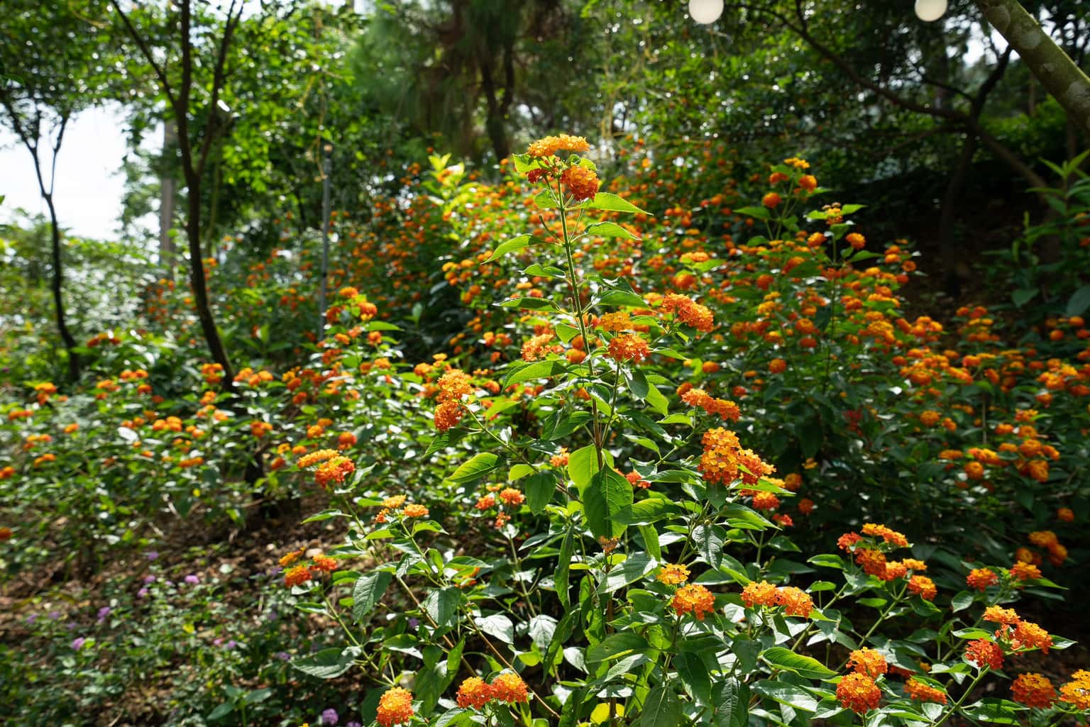 Pine Hill (Moon Retreat) tại hồ Đồng Đò, Sóc Sơn — ảnh 10