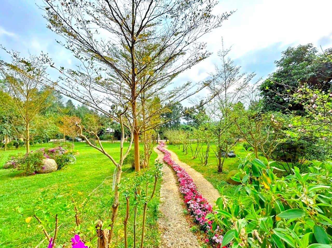 justfly pine 1 pine garden soc son