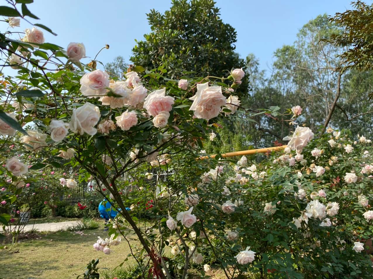 位于Tam Đảo高尔夫球场的Villa G05，Vĩnh Phúc — 照片 21