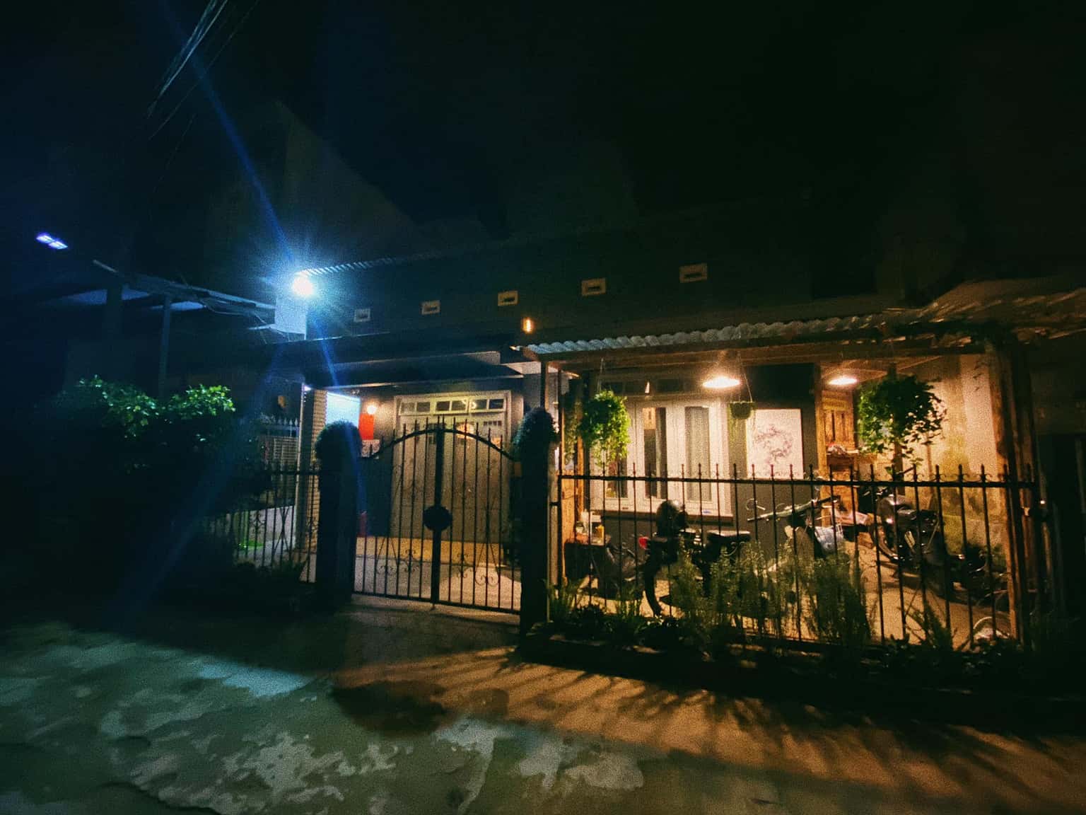 Mèo Xiêm, Đà Lạt — ảnh 6