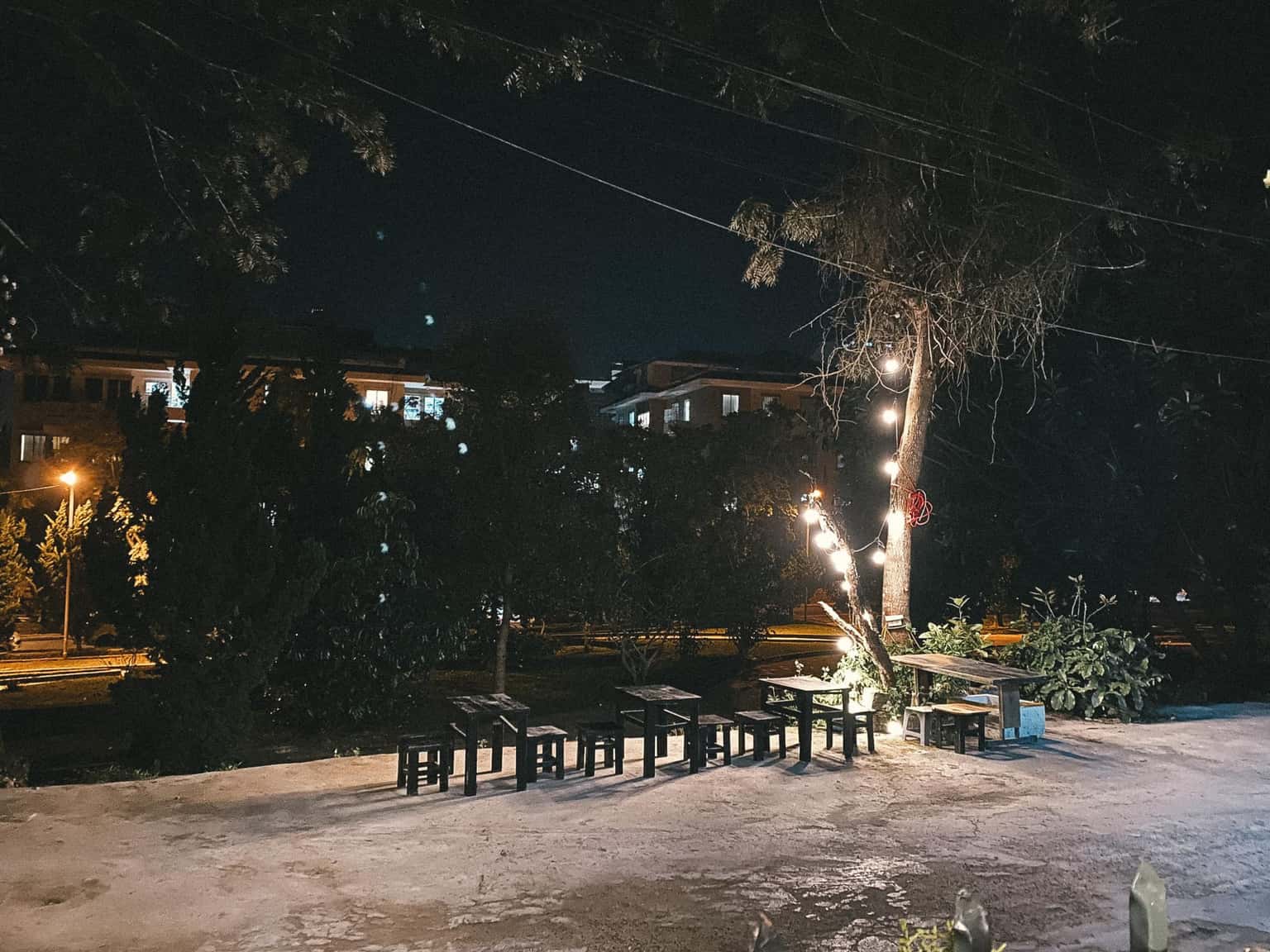 Mèo Xiêm, Đà Lạt — ảnh 31