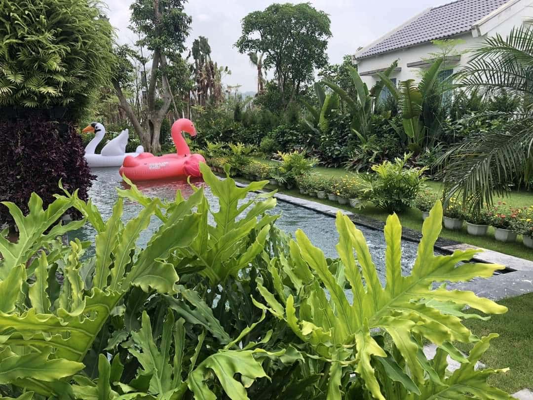 b98 flamingo dai lai