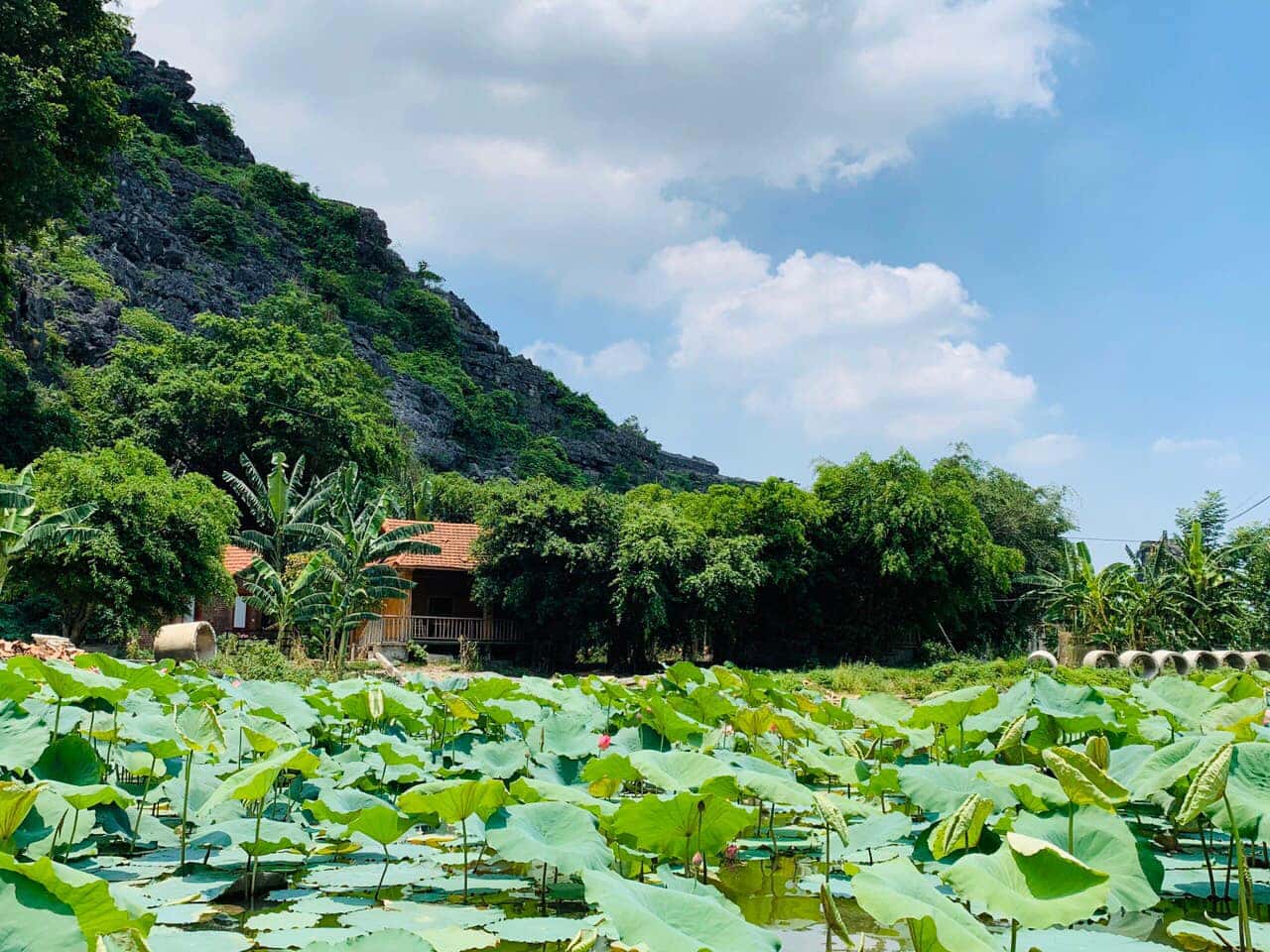 justfly ham rong homestay ninh binh