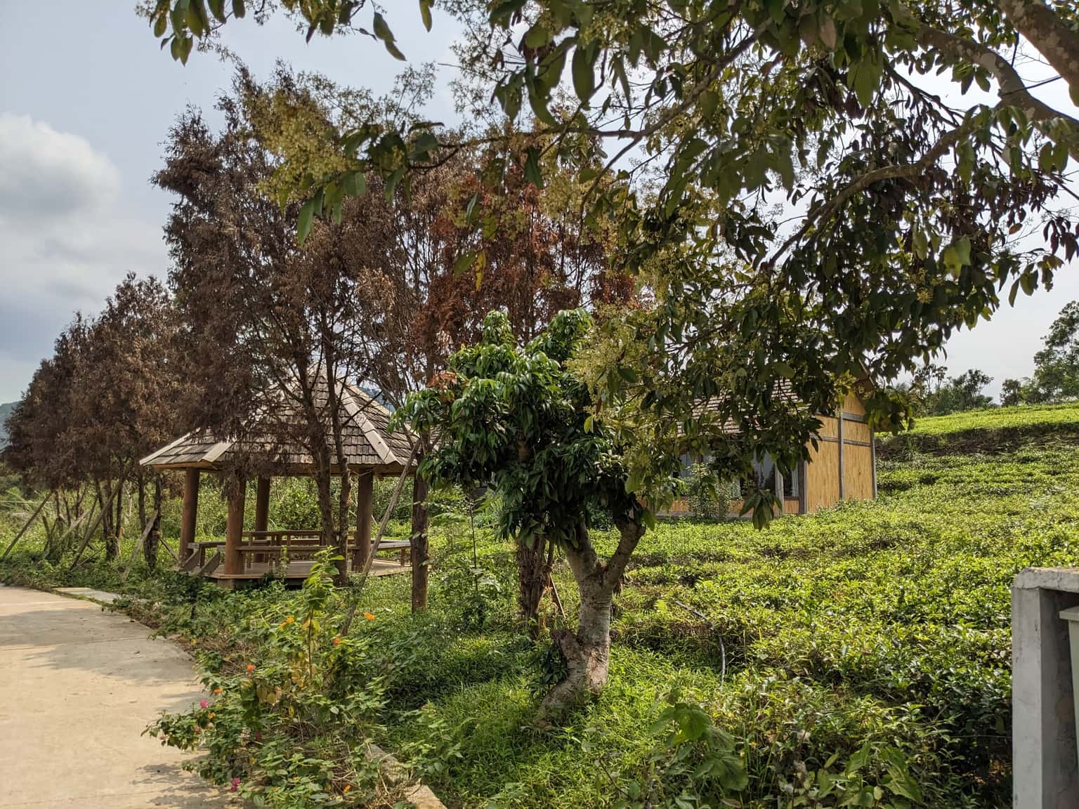 Tham quan đồi chè