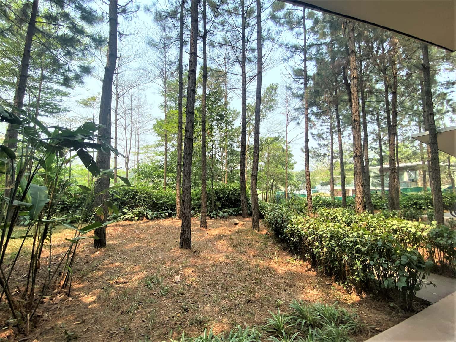 Spacious garden