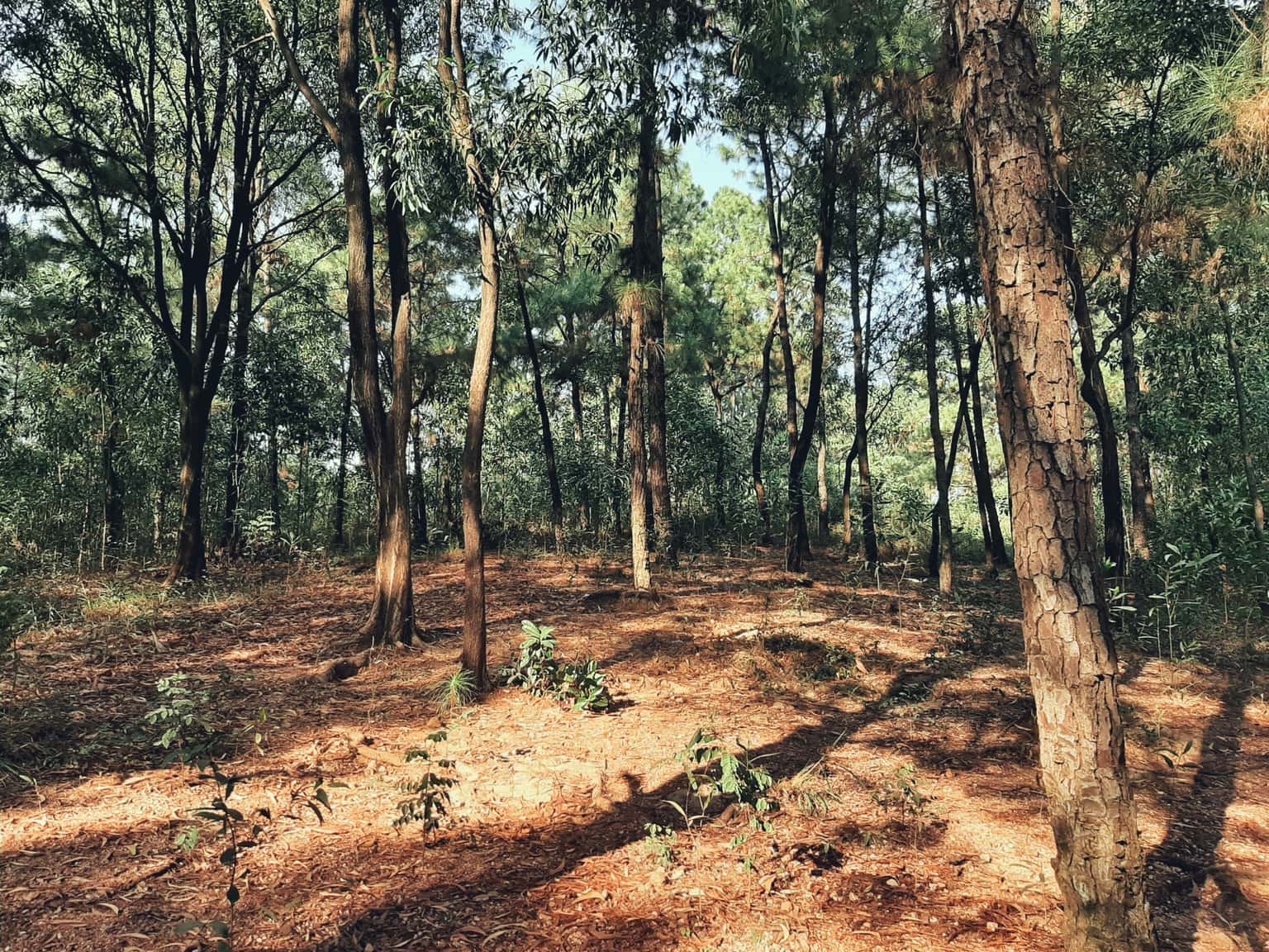 Núi Đôi Sóc Sơn — photo 3