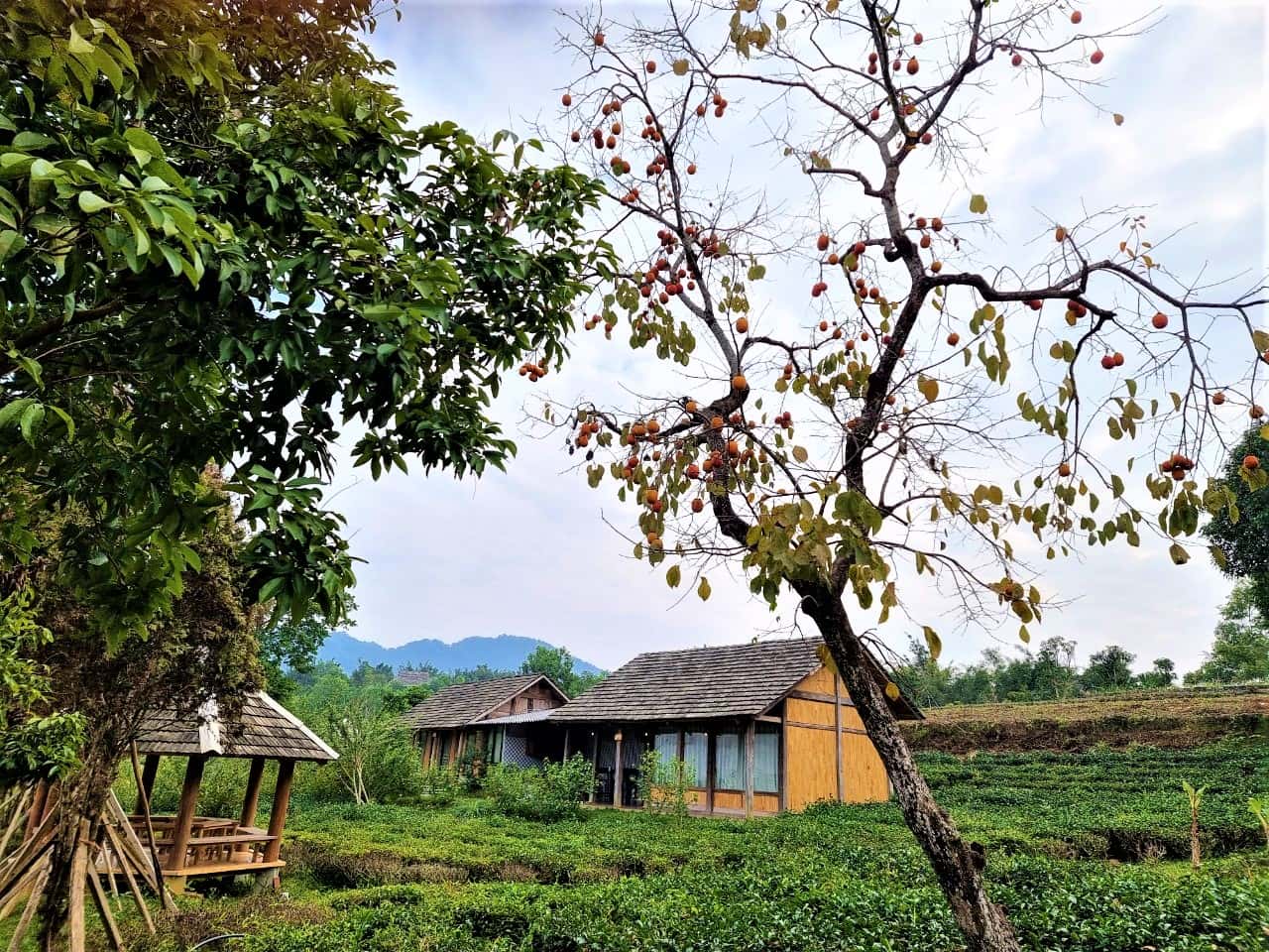 Bungalow 10 - 6nature, Ba Vì — ảnh 24
