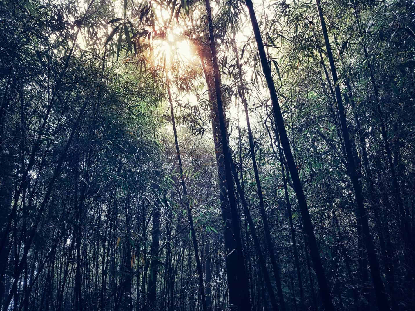 dinh rung rinh tam dao vinh phuc