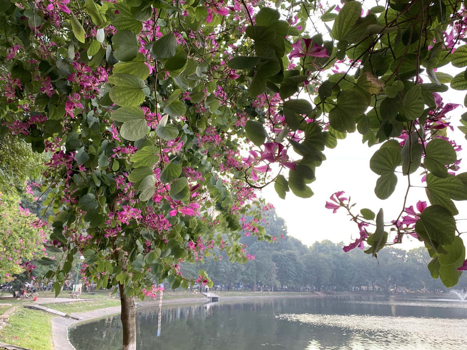 justfly ho thien quang hanoi