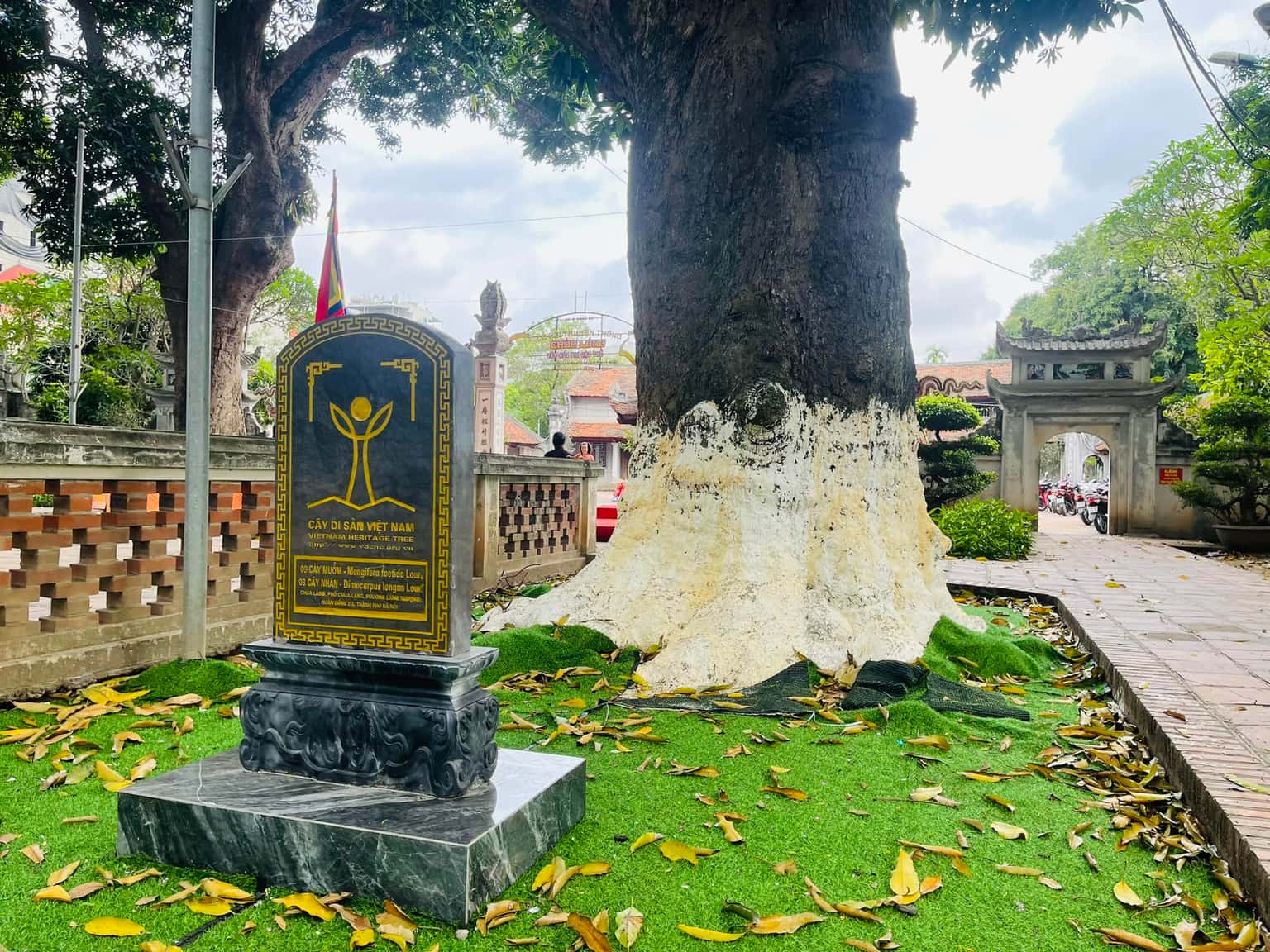 justfly chua lang hanoi
