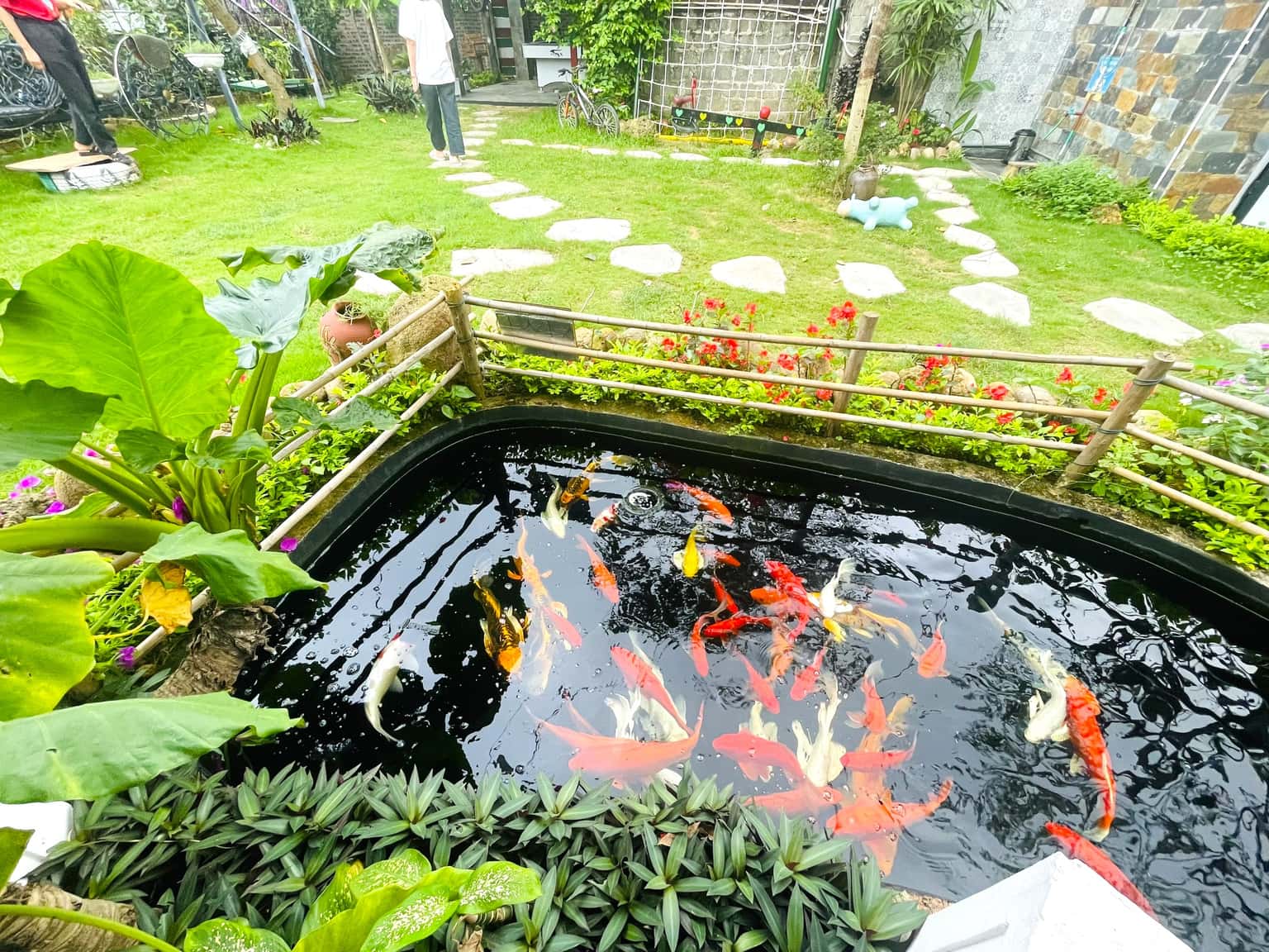 Hồ cá Koi