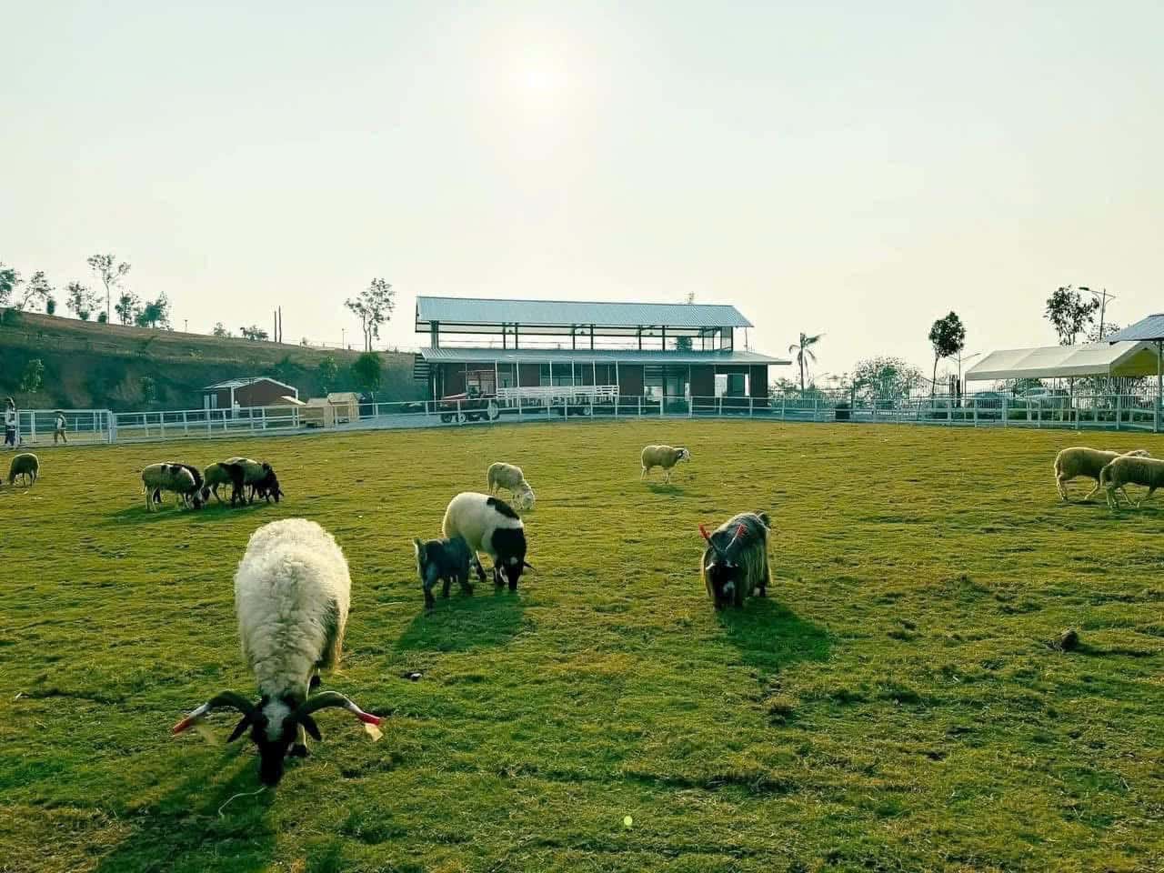 Nông trại Tuần Châu (Tuan Chau Farm), Hạ Long — ảnh 3