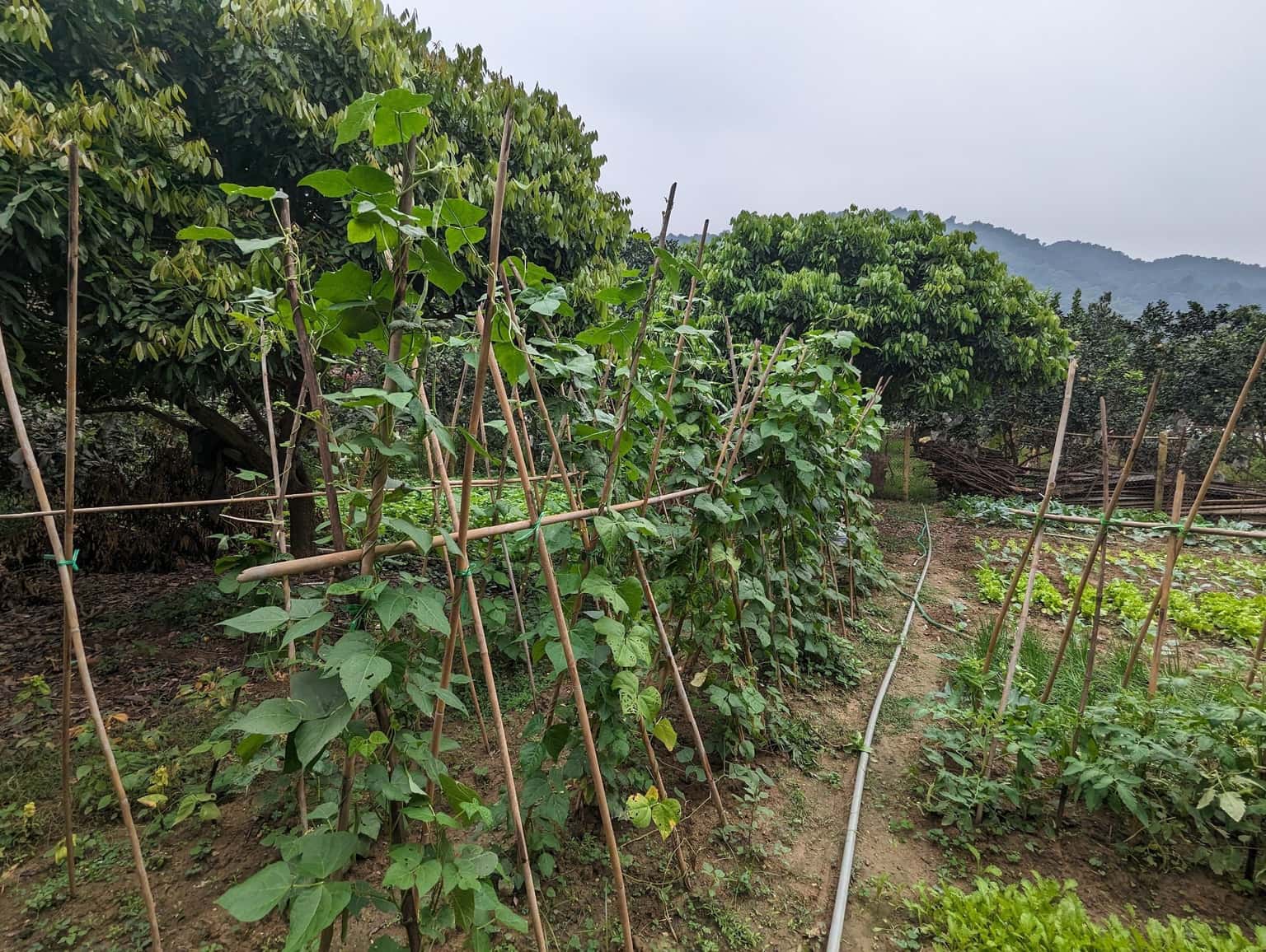 Salsa Garden Nguyên Khu at Kèo Cà Lake, Sóc Sơn — photo 31
