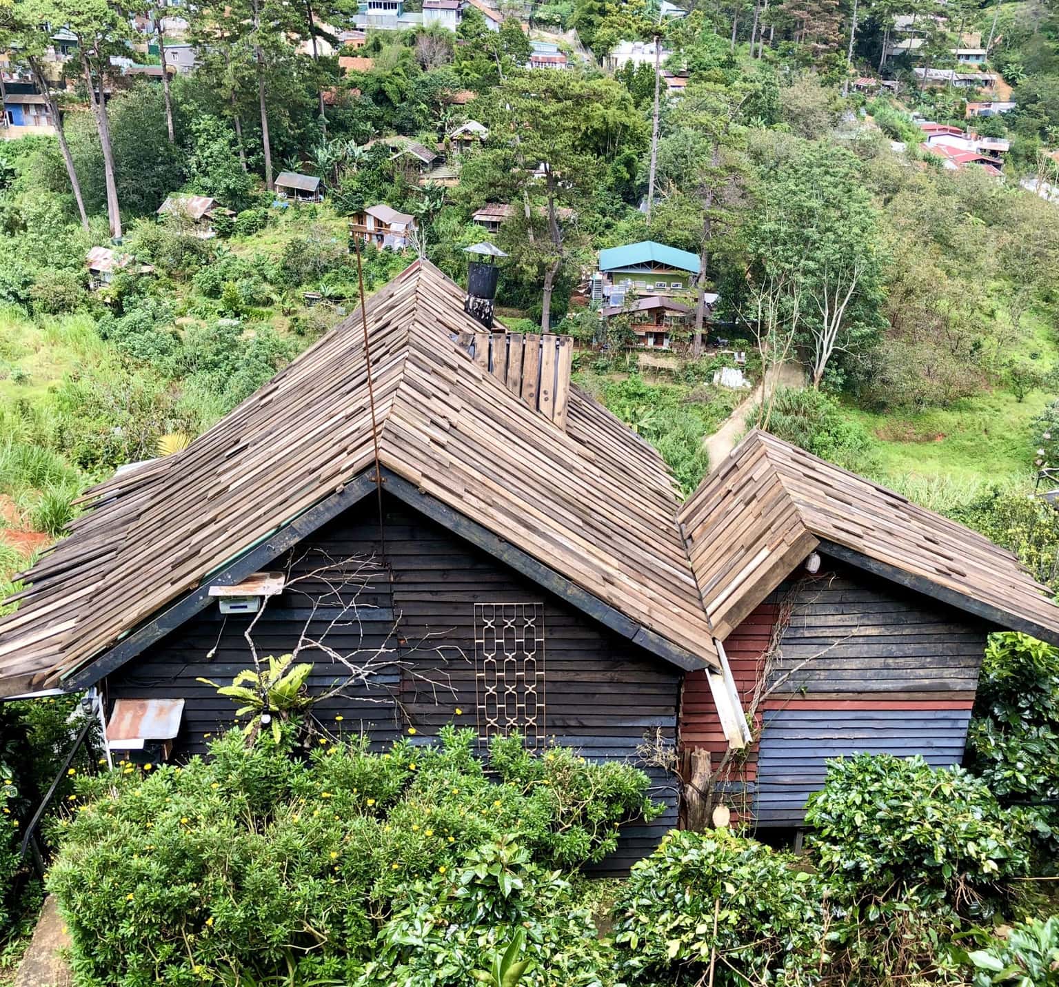 cu tren cay to dai bang lon da lat
