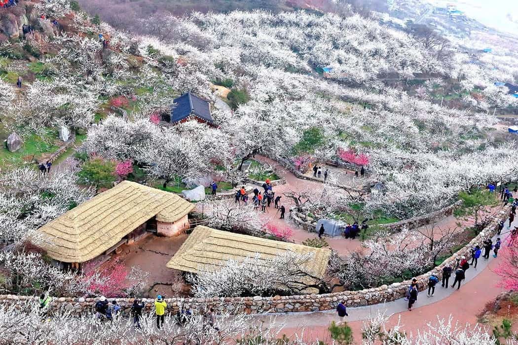 Làng Gwangyang Maehwa 