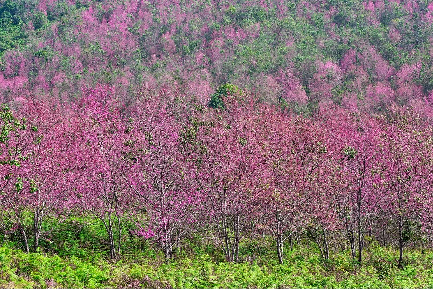 Phu Lom Lo, Loei