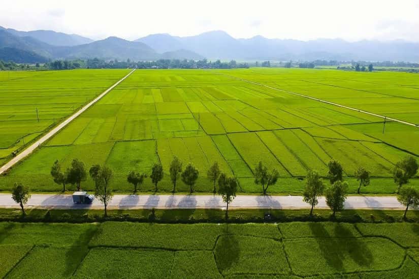 Cánh đồng Mường Thanh - Điểm đến của bao du khách muốn chiêm ngưỡng vẻ đẹp nên thơ