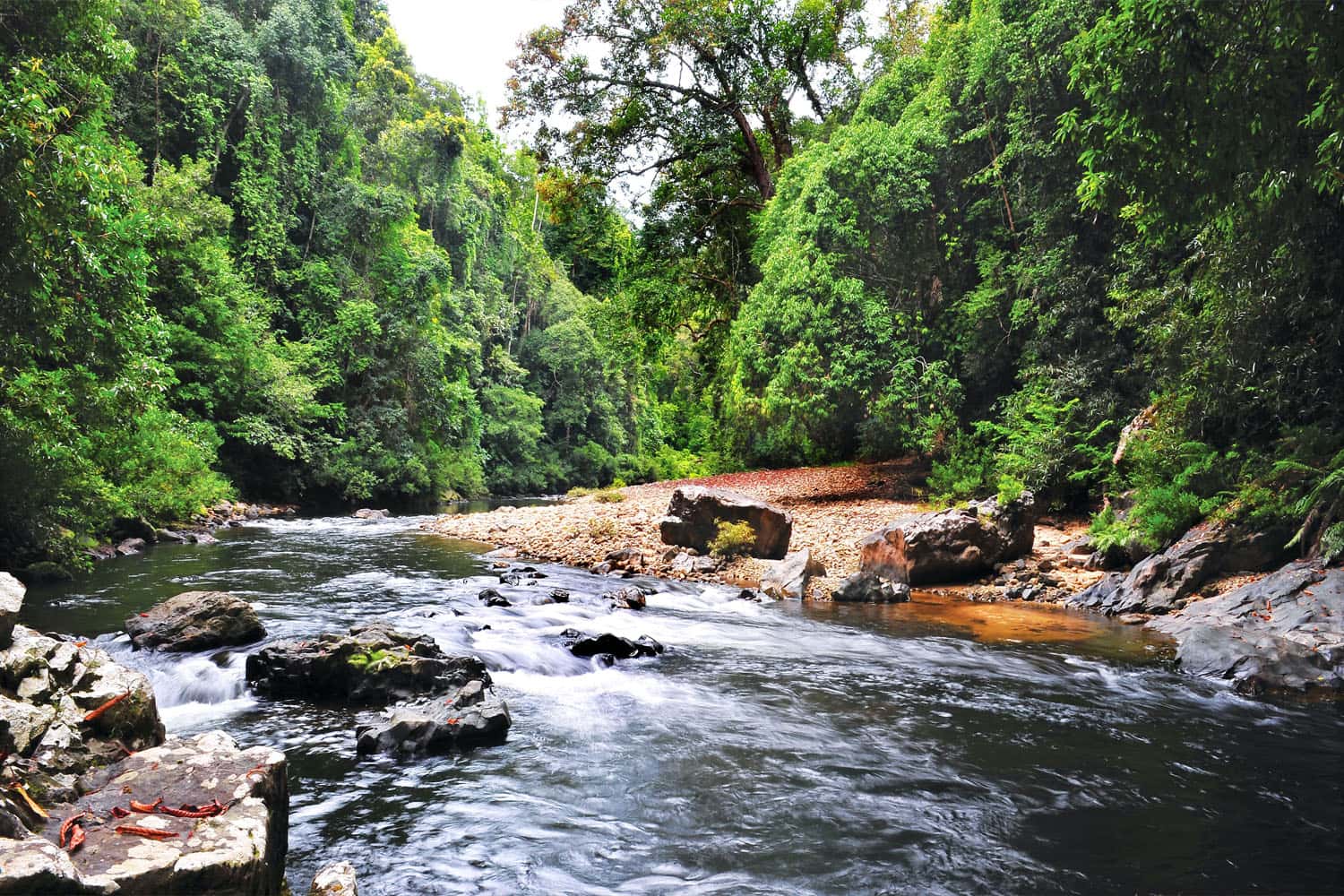 Taman Negara