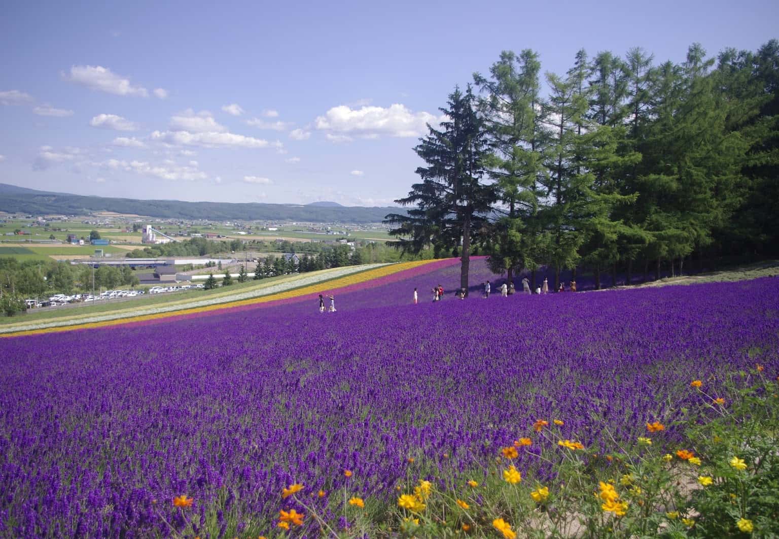 Đồi hoa Lavender tím