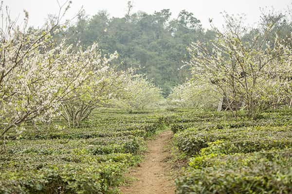 Thiên đường mơ Mộc Châu